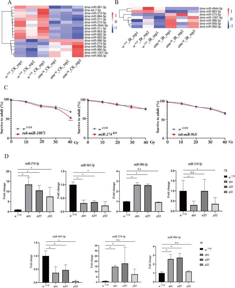 Profiling ATM regulated genes in Drosophila at physiological condition and after ionizing radiation.