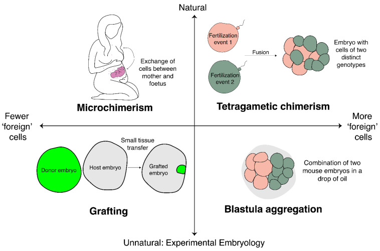 Quantitative Experimental Embryology: A Modern Classical Approach.