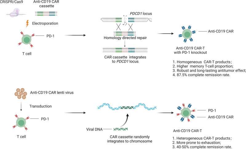 A novel non-viral <i>PDCD1</i> site-integrated CAR design: killing 2 birds with 1 stone.