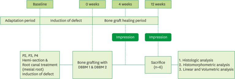 Evaluation of regeneration after the application of 2 types of deproteinized bovine bone mineral to alveolar bone defects in adult dogs.