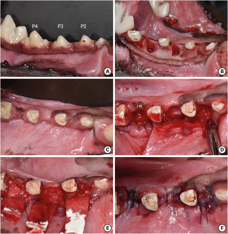 Evaluation of regeneration after the application of 2 types of deproteinized bovine bone mineral to alveolar bone defects in adult dogs.