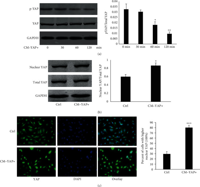 YAP Overexpression in Breast Cancer Cells Promotes Angiogenesis through Activating YAP Signaling in Vascular Endothelial Cells.