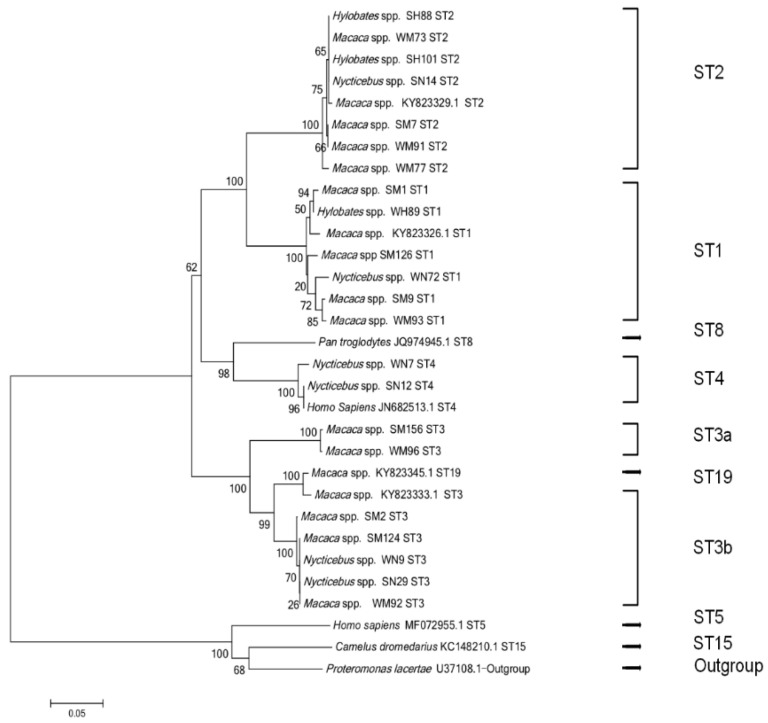 Molecular Epidemiology of <i>Blastocystis</i> in Confined Slow Lorises, Macaques, and Gibbons.