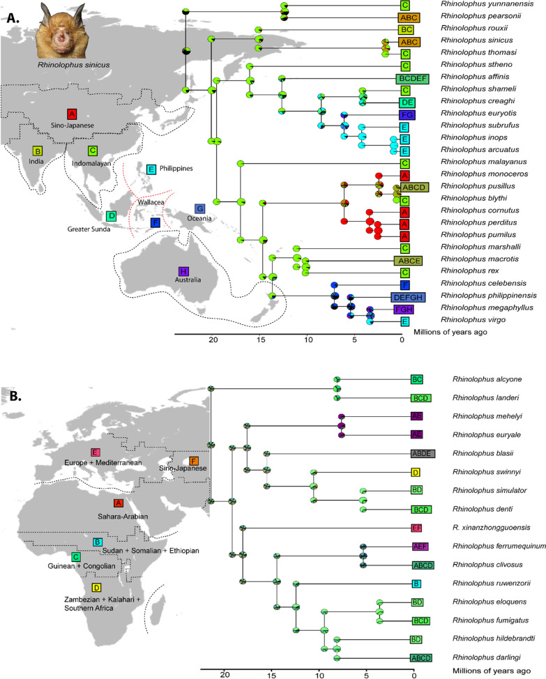 The evolutionary history and ancestral biogeographic range estimation of old-world Rhinolophidae and Hipposideridae (Chiroptera).