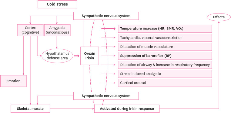 The acclimatization of Haenyeo to a cold environment and occupational characteristics evaluated by orexin and irisin levels.