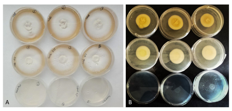 Efficacy of Bovine Nail Membranes as In Vitro Model for Onychomycosis Infected by <i>Trichophyton</i> Species.