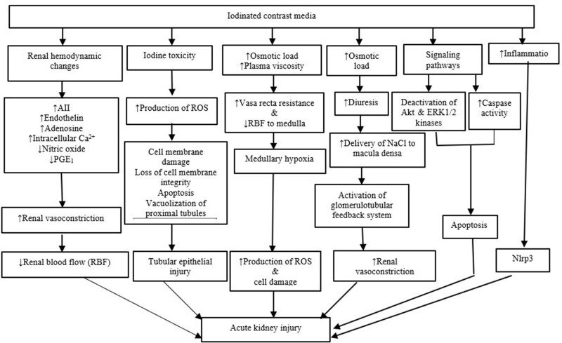 Contrast-Induced Acute Kidney Injury: Evidence in Support of Its Existence and a Review of Its Pathogenesis and Management.