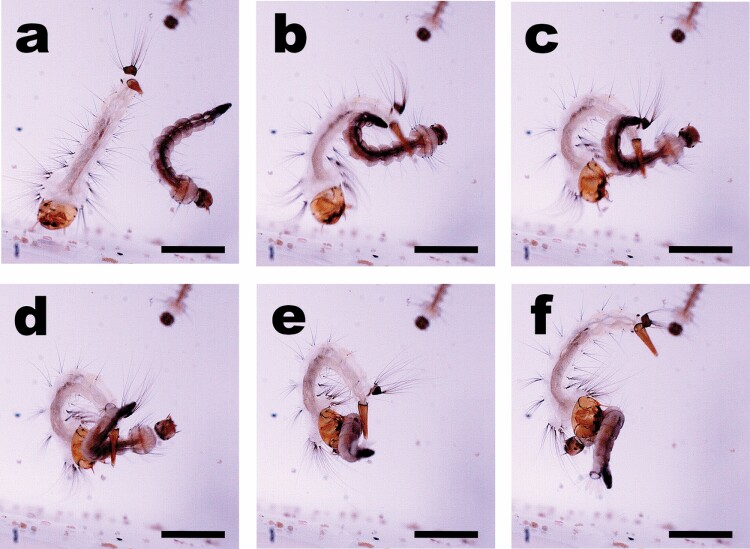 Mosquitoes Eating Mosquitoes: How <i>Toxorhynchites amboinensis</i>, <i>Psorophora ciliata</i>, and <i>Sabethes cyaneus</i> (Diptera: Culicidae) Capture Prey.