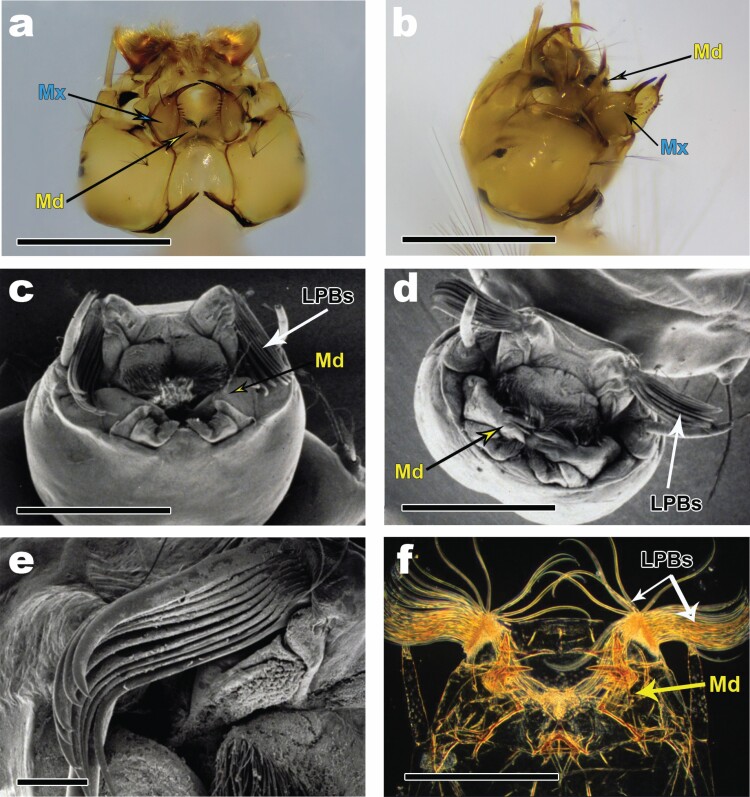 Mosquitoes Eating Mosquitoes: How <i>Toxorhynchites amboinensis</i>, <i>Psorophora ciliata</i>, and <i>Sabethes cyaneus</i> (Diptera: Culicidae) Capture Prey.