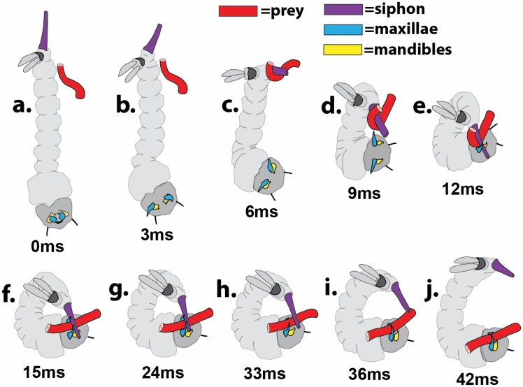 Mosquitoes Eating Mosquitoes: How <i>Toxorhynchites amboinensis</i>, <i>Psorophora ciliata</i>, and <i>Sabethes cyaneus</i> (Diptera: Culicidae) Capture Prey.