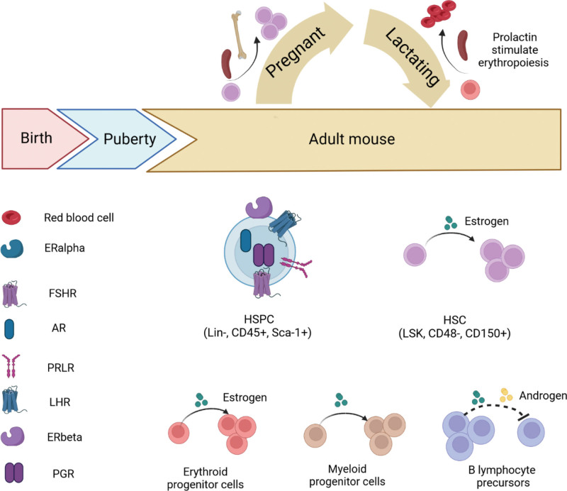 Sex differences in normal and malignant hematopoiesis.