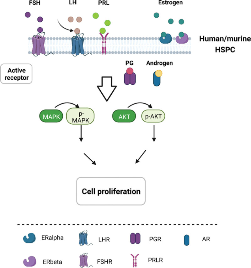 Sex differences in normal and malignant hematopoiesis.