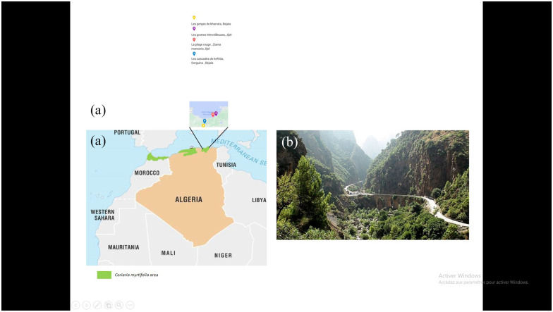 Root Nodule Microsymbionts of Native <i>Coriaria myrtifolia</i> in Algeria.