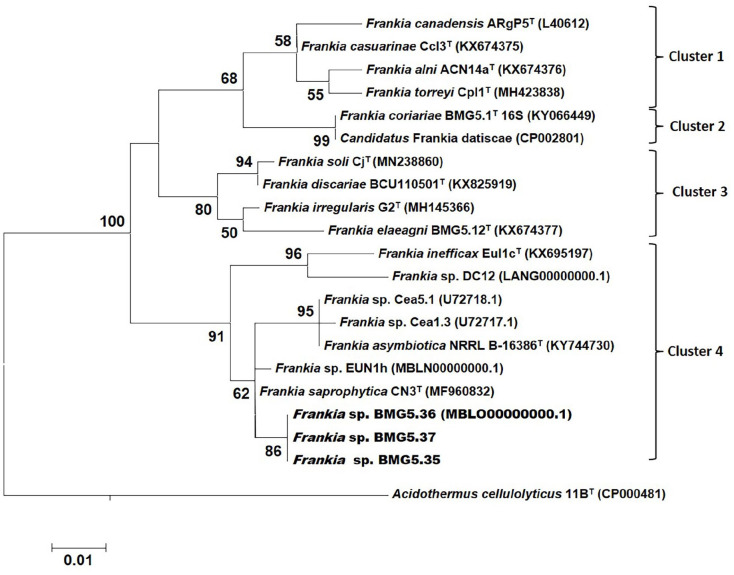 Root Nodule Microsymbionts of Native <i>Coriaria myrtifolia</i> in Algeria.