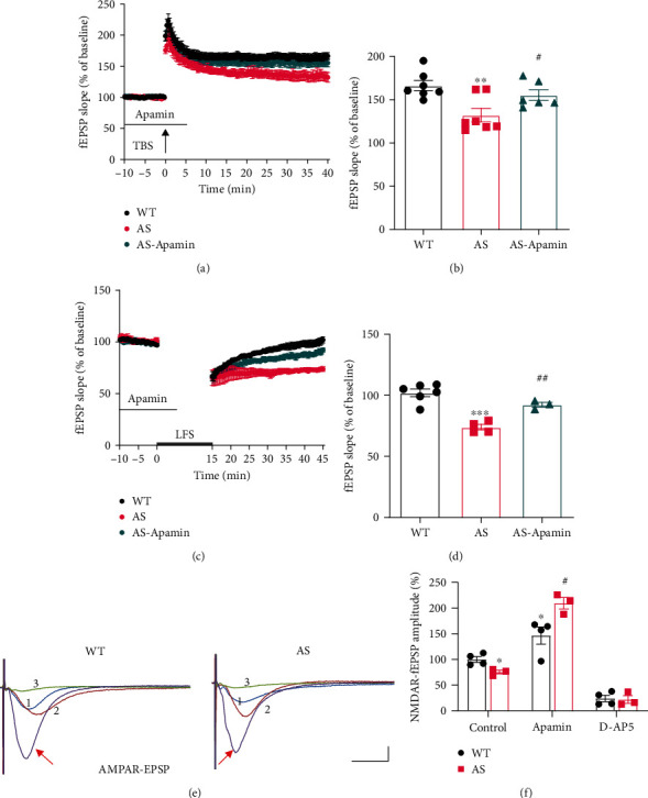 Lack of UBE3A-Mediated Regulation of Synaptic SK2 Channels Contributes to Learning and Memory Impairment in the Female Mouse Model of Angelman Syndrome.