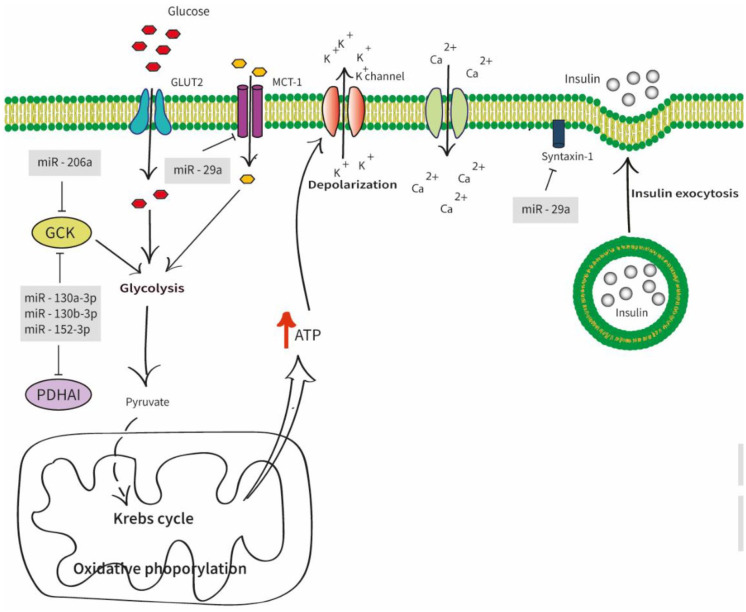 Therapeutic Potential of miRNAs for Type 2 Diabetes Mellitus: An Overview.