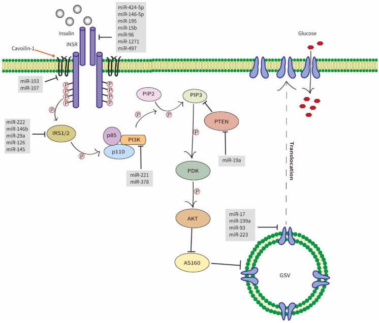 Therapeutic Potential of miRNAs for Type 2 Diabetes Mellitus: An Overview.