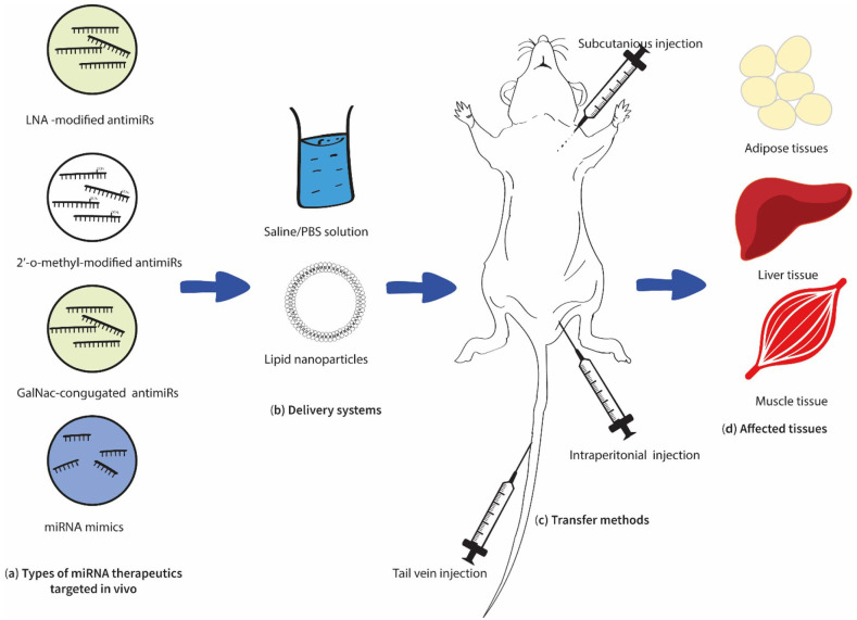 Therapeutic Potential of miRNAs for Type 2 Diabetes Mellitus: An Overview.