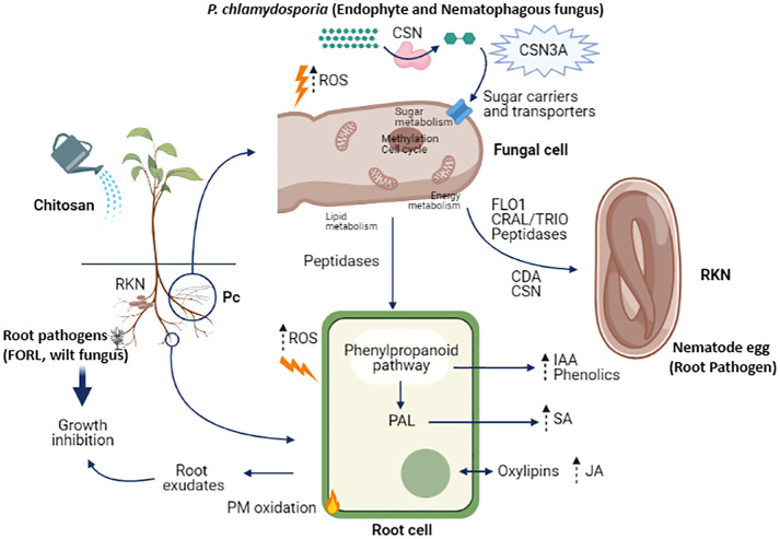 Chitosan and nematophagous fungi for sustainable management of nematode pests.