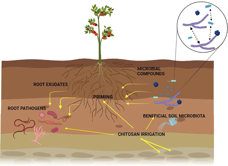 Chitosan and nematophagous fungi for sustainable management of nematode pests.