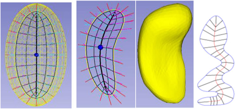 Skeletons, Object Shape, Statistics.