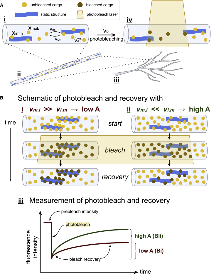 Transport between im/mobile fractions shapes the speed and profile of cargo distribution in neurons.