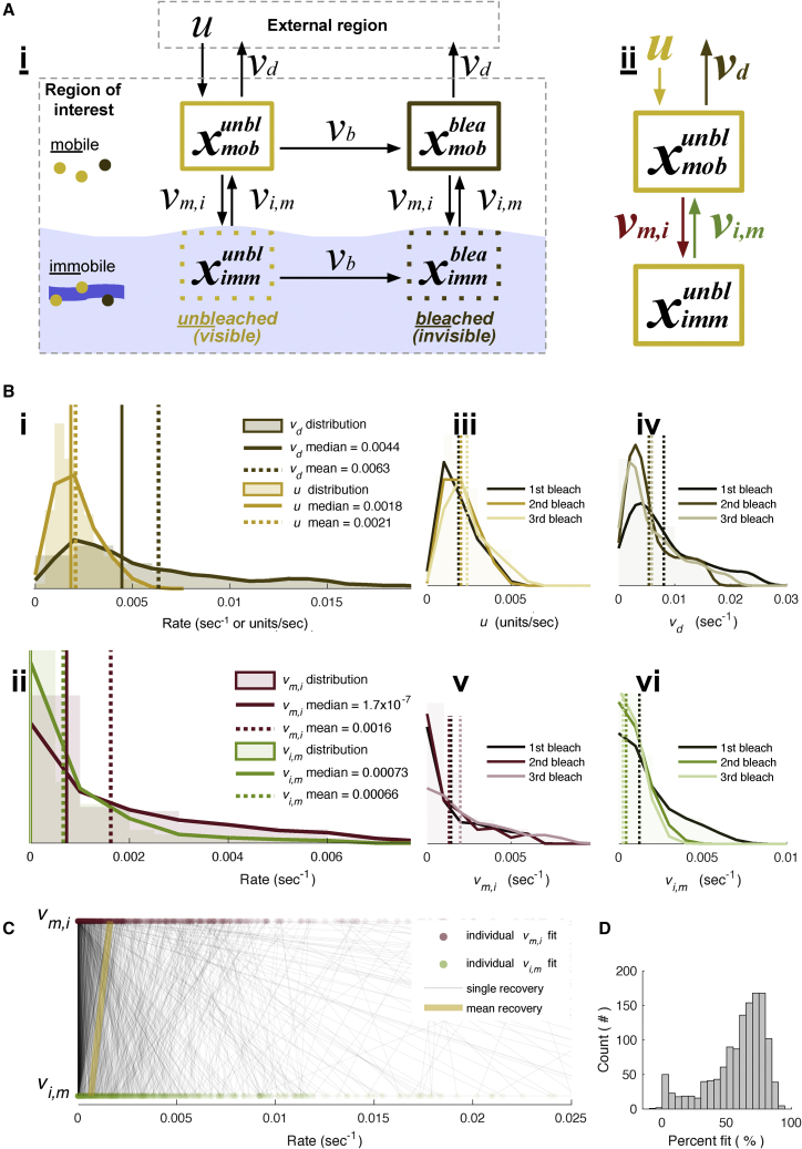 Transport between im/mobile fractions shapes the speed and profile of cargo distribution in neurons.