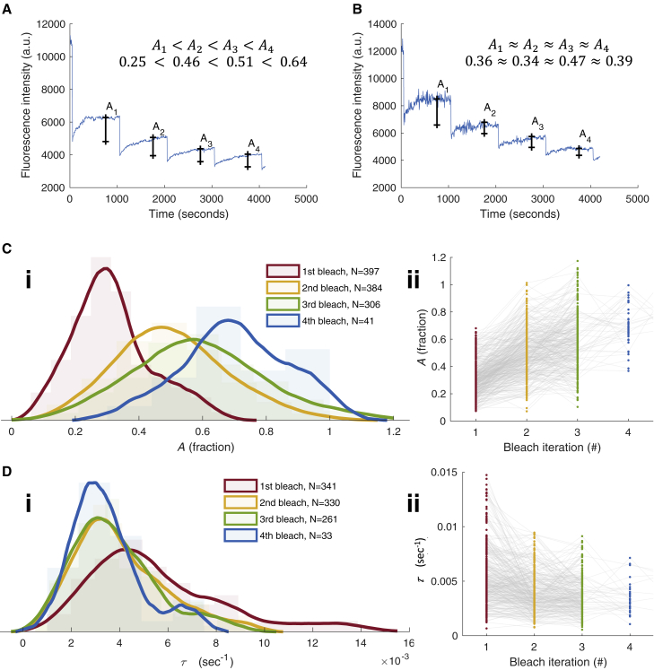 Transport between im/mobile fractions shapes the speed and profile of cargo distribution in neurons.