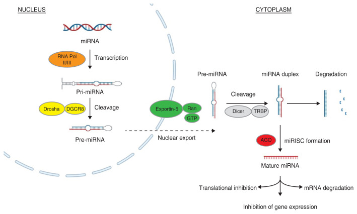 MicroRNA and Their Potential Role in Conjunctival Disorders.