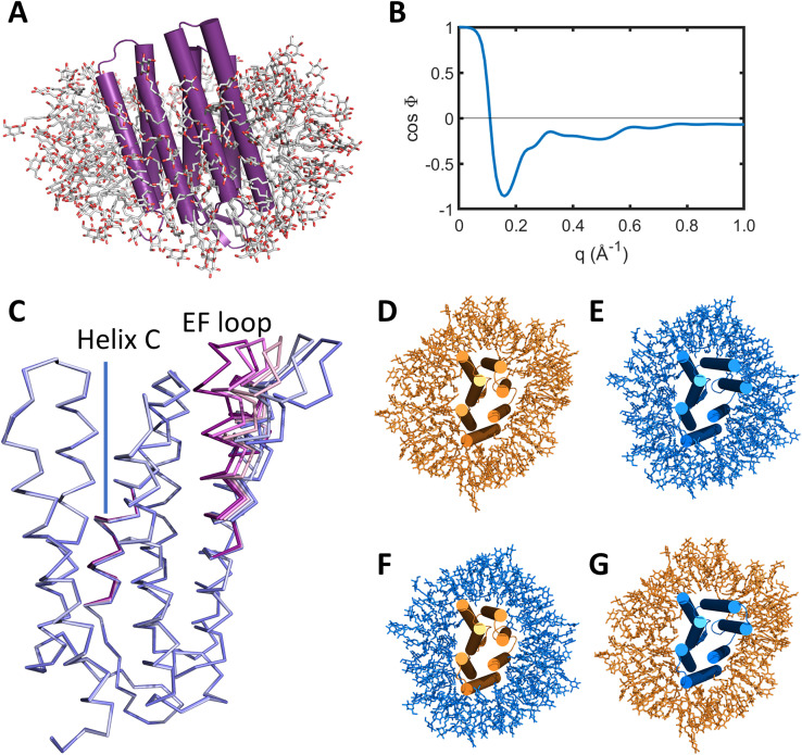 Modeling difference x-ray scattering observations from an integral membrane protein within a detergent micelle.