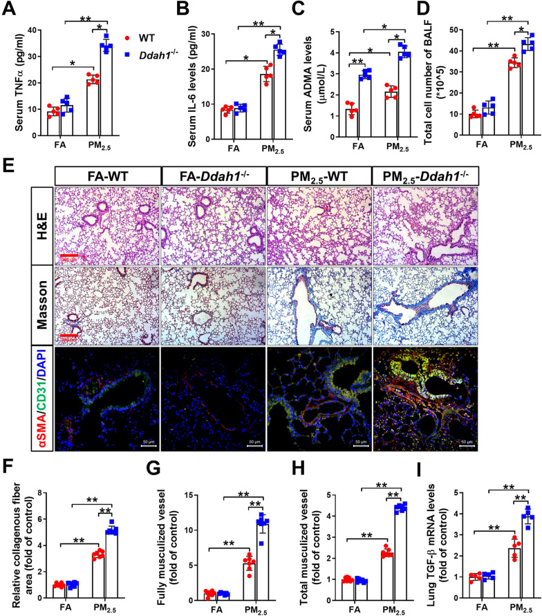 Dimethylarginine dimethylaminohydrolase 1 protects PM<sub>2.5</sub> exposure-induced lung injury in mice by repressing inflammation and oxidative stress.