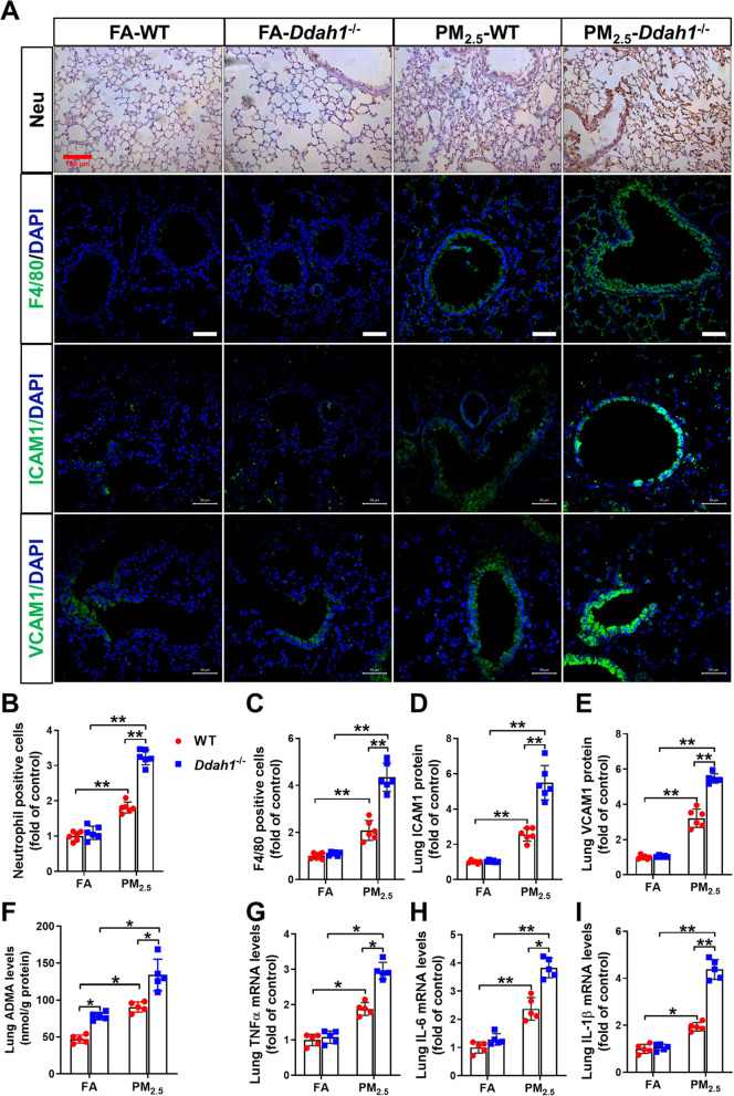 Dimethylarginine dimethylaminohydrolase 1 protects PM<sub>2.5</sub> exposure-induced lung injury in mice by repressing inflammation and oxidative stress.