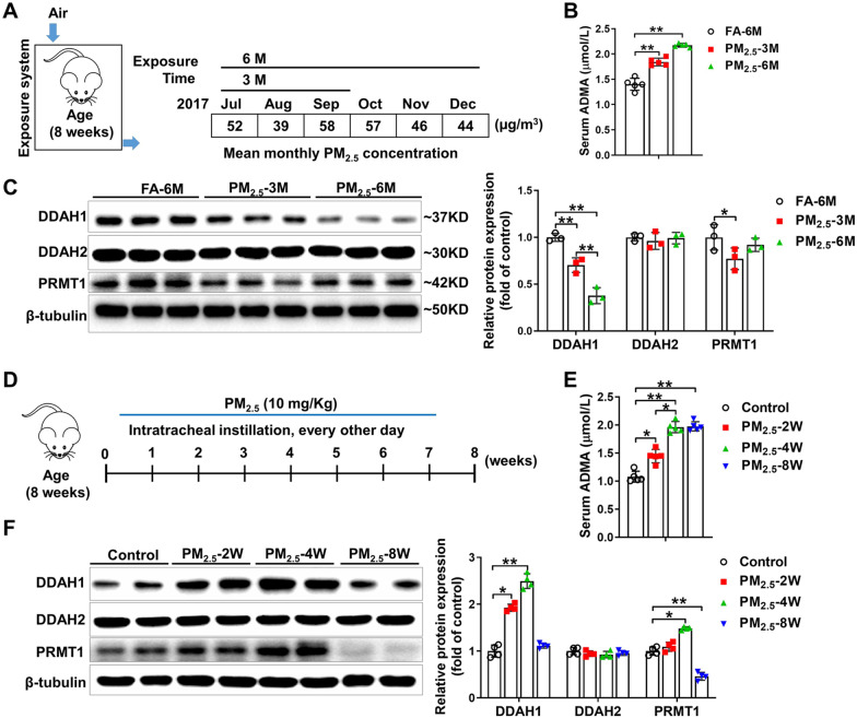 Dimethylarginine dimethylaminohydrolase 1 protects PM<sub>2.5</sub> exposure-induced lung injury in mice by repressing inflammation and oxidative stress.