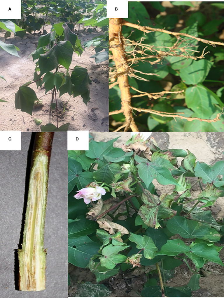 Diversity and temporal distribution of <i>Fusarium oxysporum</i> f. sp. <i>vasinfectum</i> races and genotypes as influenced by <i>Gossypium</i> cultivar.