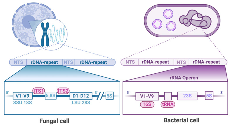 The Role of the Cutaneous Mycobiome in Atopic Dermatitis.