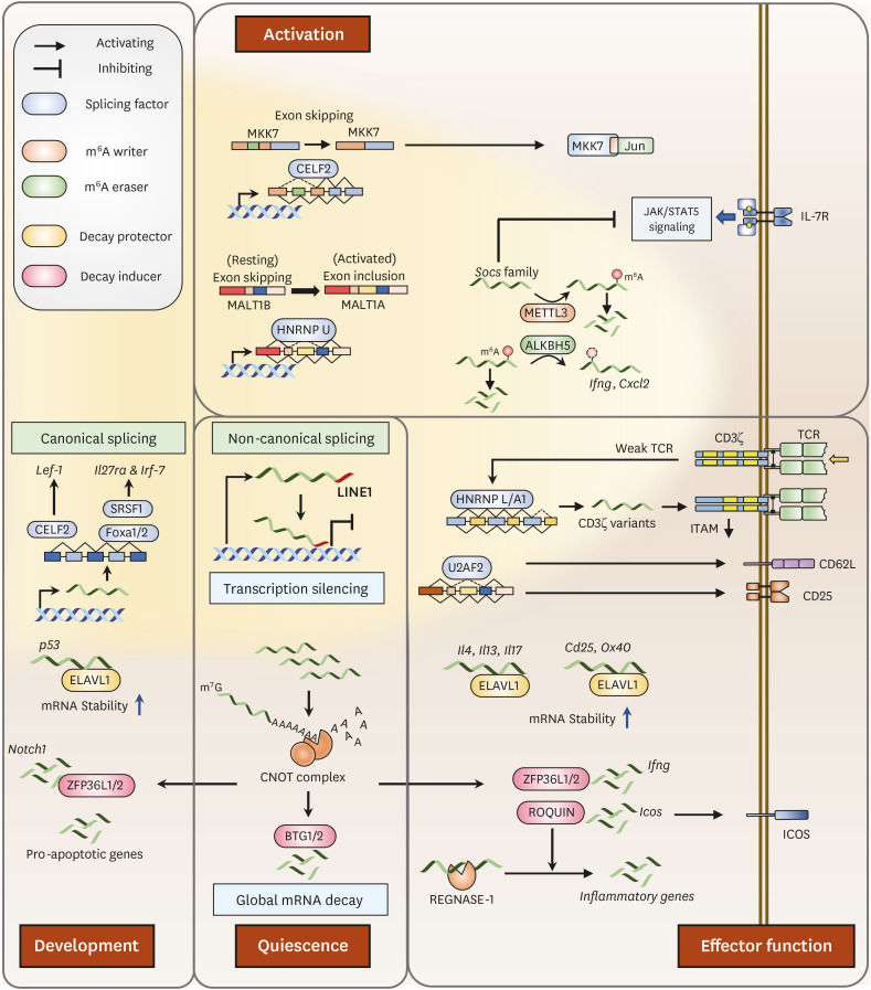 RNA Metabolism in T Lymphocytes.