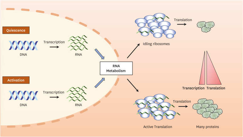 RNA Metabolism in T Lymphocytes.