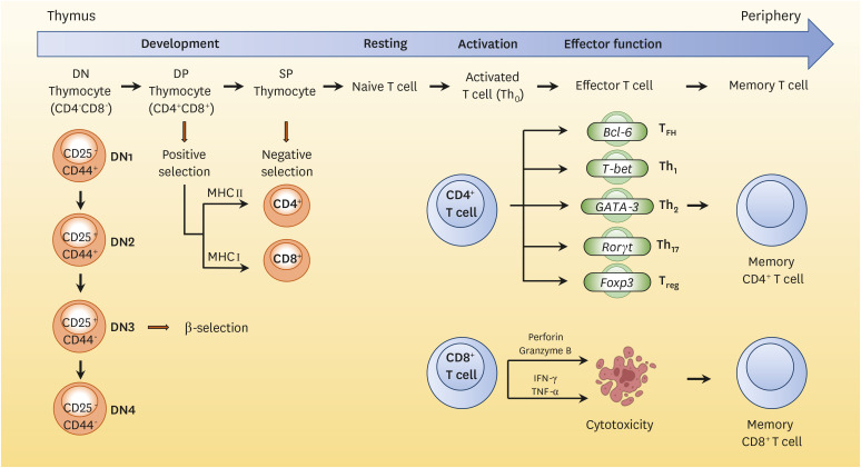 RNA Metabolism in T Lymphocytes.