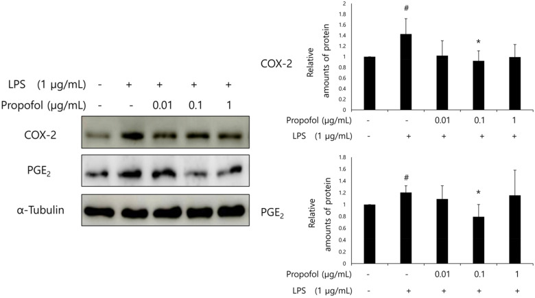 Propofol protects against lipopolysaccharide-induced inflammatory response in human amnion-derived WISH cells.