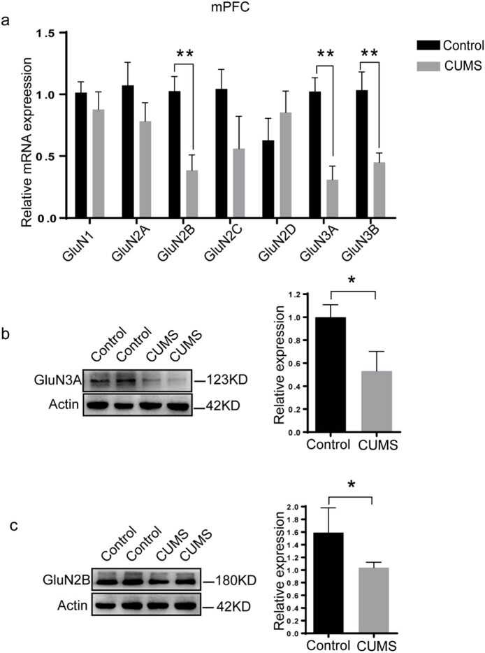 Alteration in NMDAR subunits in different brain regions of chronic unpredictable mild stress (CUMS) rat model.