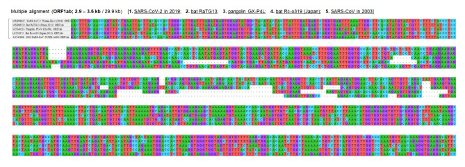 Insertion/deletion hotspots in the Nsp2, Nsp3, S1, and ORF8 genes of SARS-related coronaviruses.