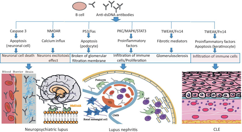 The Therapeutic Strategies for SLE by Targeting Anti-dsDNA Antibodies.