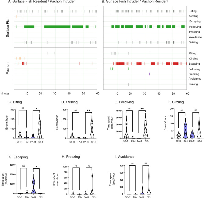 Convergence on reduced aggression through shared behavioral traits in multiple populations of Astyanax mexicanus.