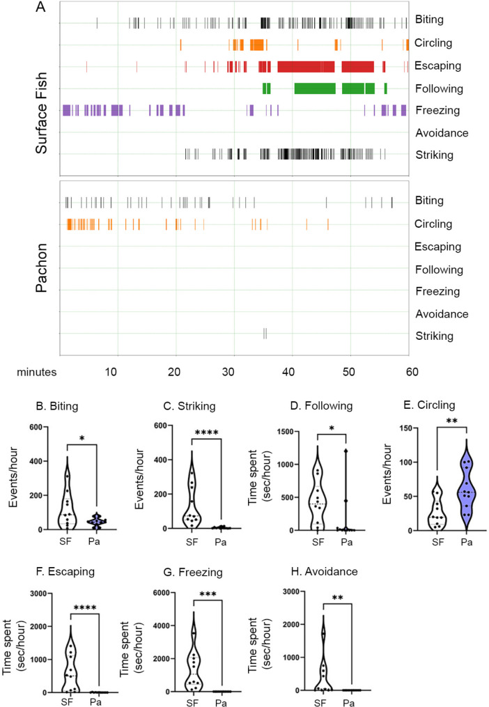 Convergence on reduced aggression through shared behavioral traits in multiple populations of Astyanax mexicanus.