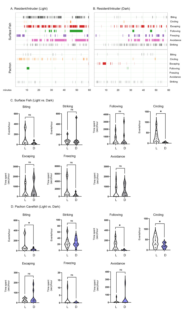 Convergence on reduced aggression through shared behavioral traits in multiple populations of Astyanax mexicanus.