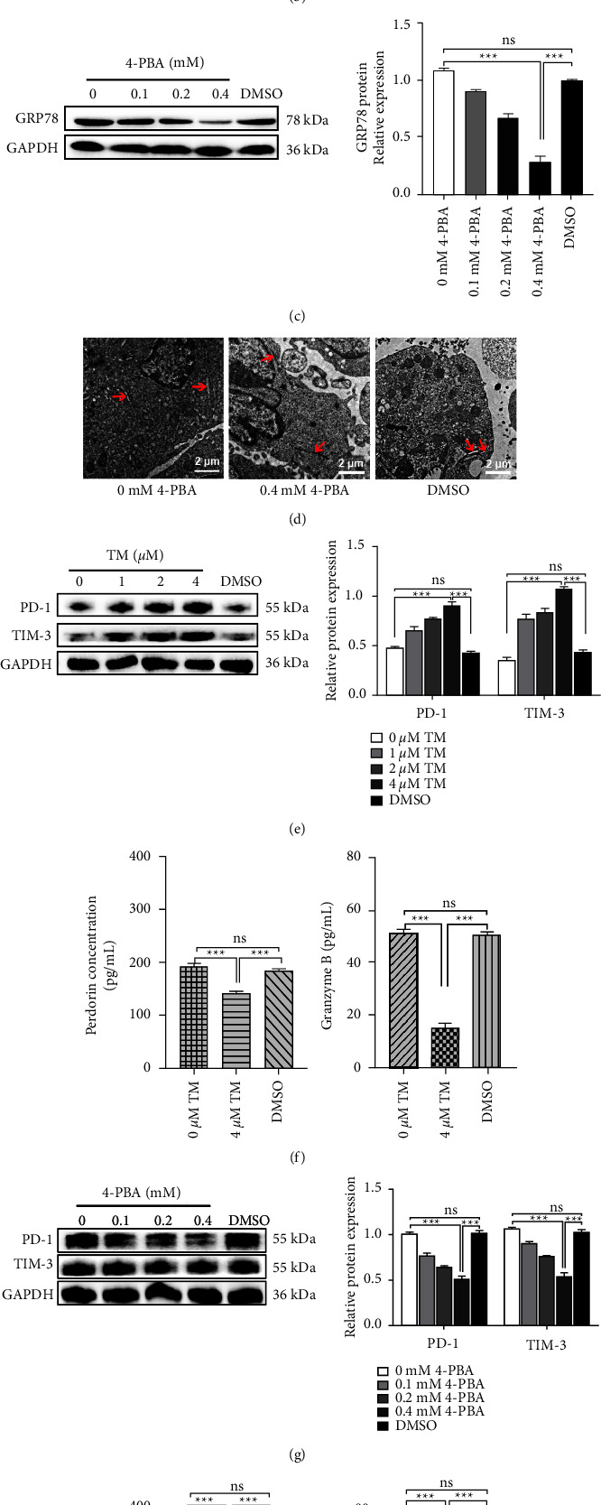 Depletion and Reversal of Hepatocellular Carcinoma Inducing CTL through ER Stress-Dependent PERK-CHOP Signaling Pathway.