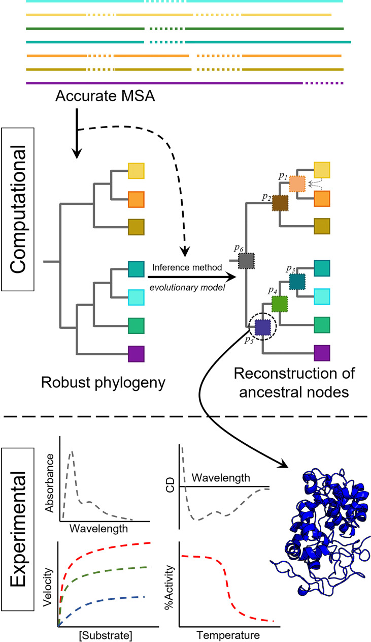 Ancestral sequence reconstruction as a tool to study the evolution of wood decaying fungi.