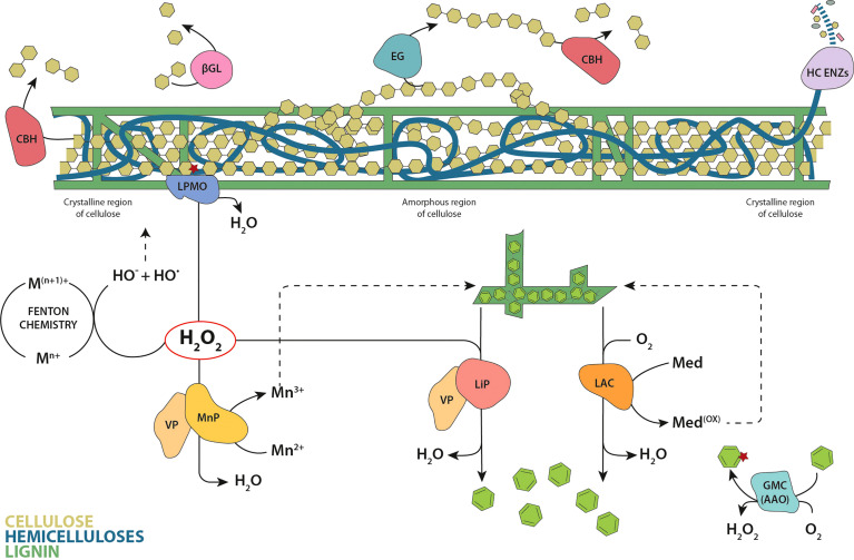 Ancestral sequence reconstruction as a tool to study the evolution of wood decaying fungi.