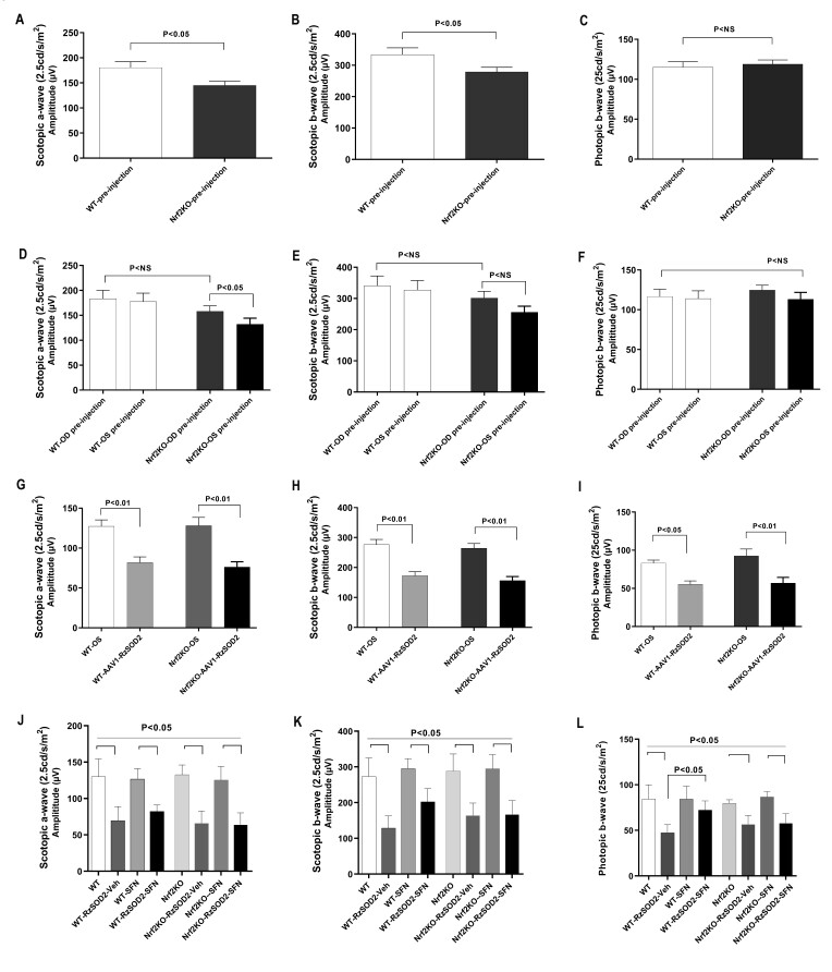 Sulforaphane recovers cone function in an Nrf2-dependent manner in middle-aged mice undergoing RPE oxidative stress.