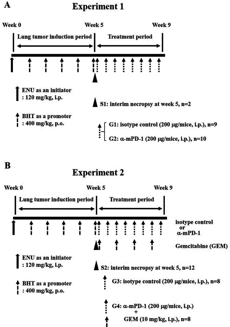 Chemical-induced lung tumor in Tg-rasH2 mice: a novel mouse tumor model to assess immune checkpoint inhibitors combined with a chemotherapy drug.